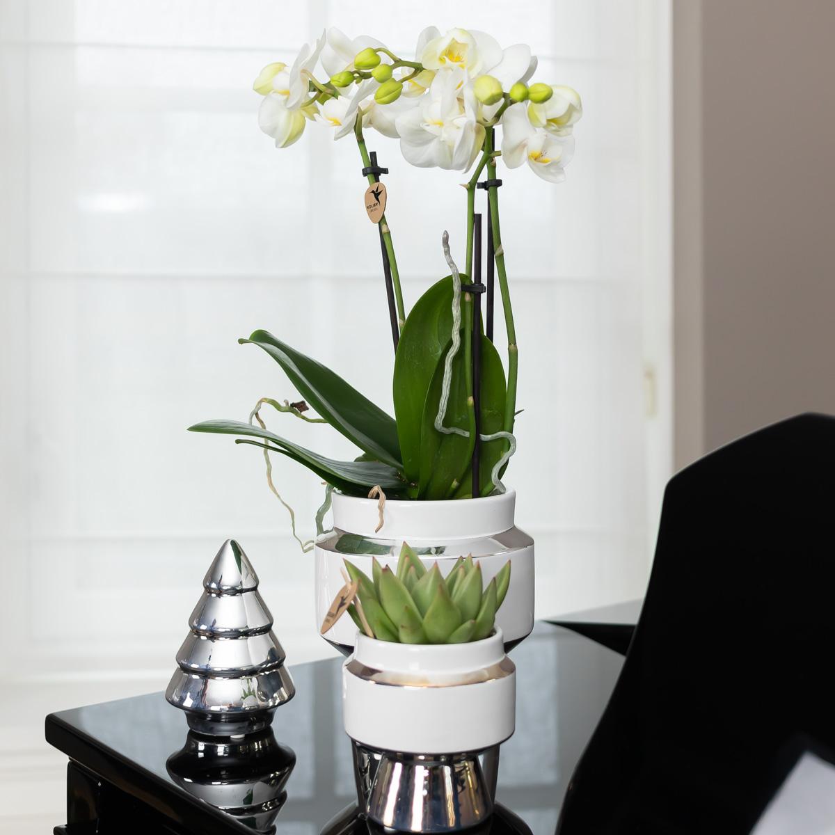 Pflanzfix24 - Set aus weißer Orchidee und Succulent auf Silbertablett - frisch vom Züchter