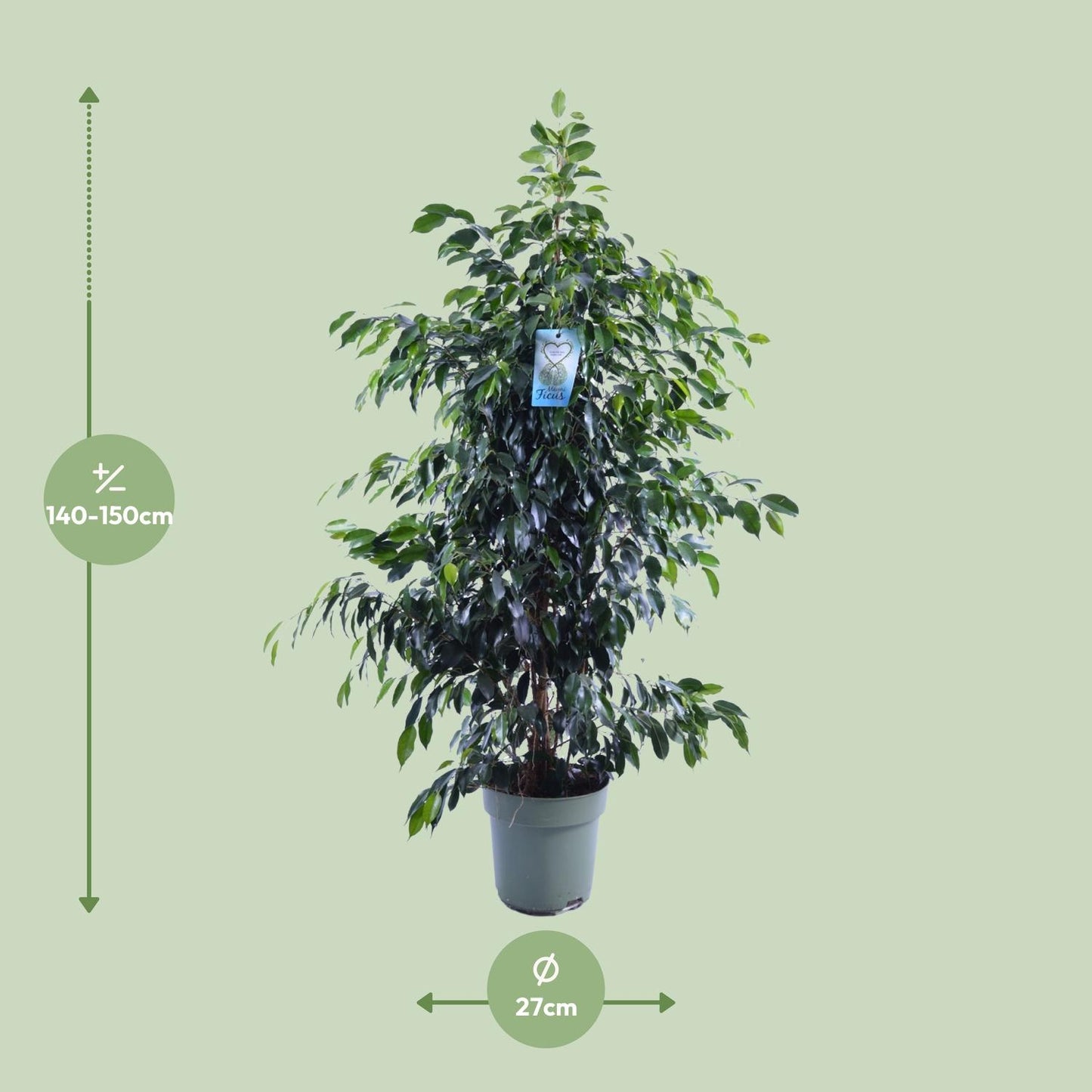 Ficus Benjamina Danielle - Ø27cm - ↕140cm - Pflanzfix24