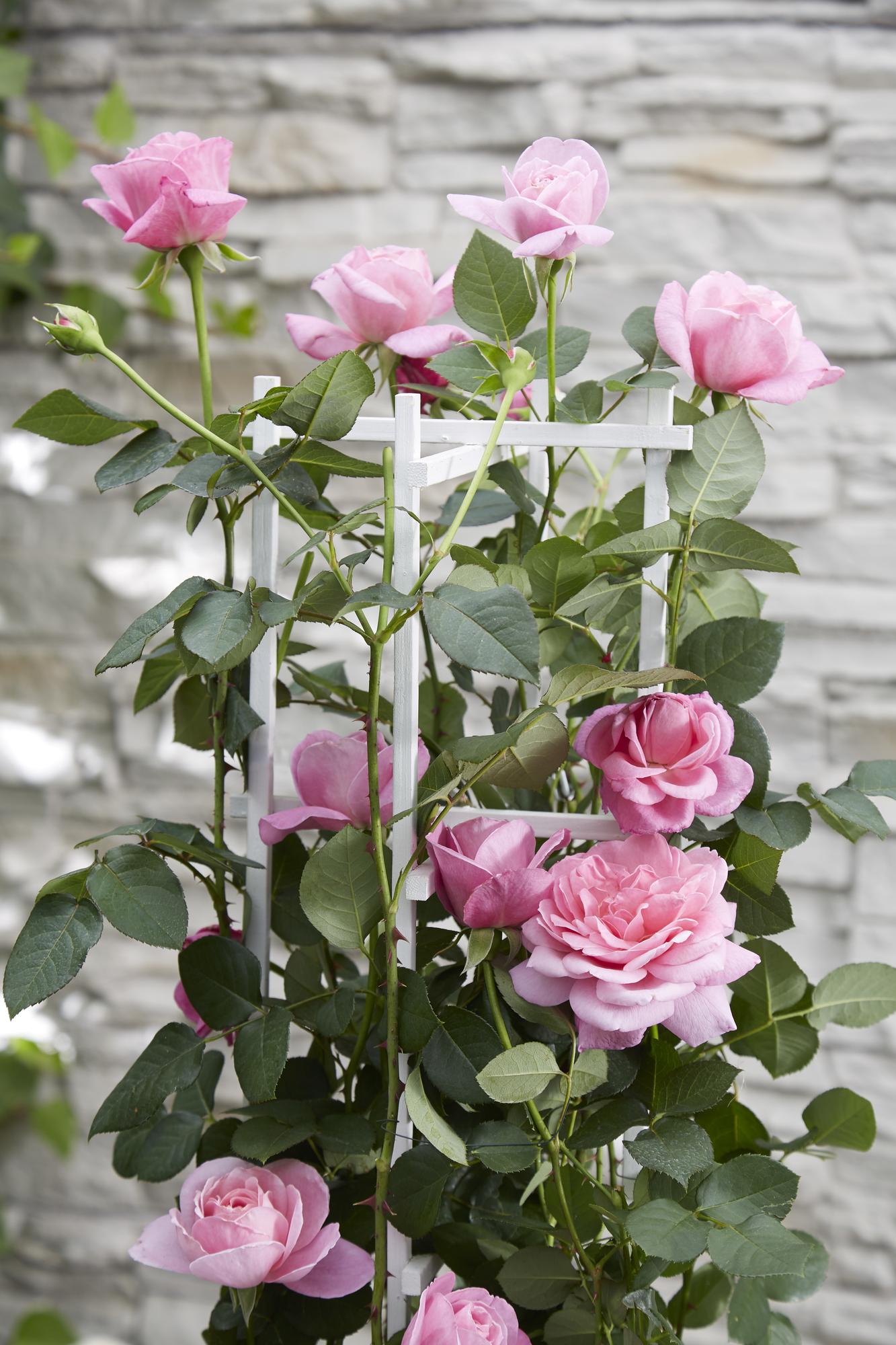 3x - Rosa Crazy in Love 'Pink' - ↨65cm - Ø15 - Pflanzfix24