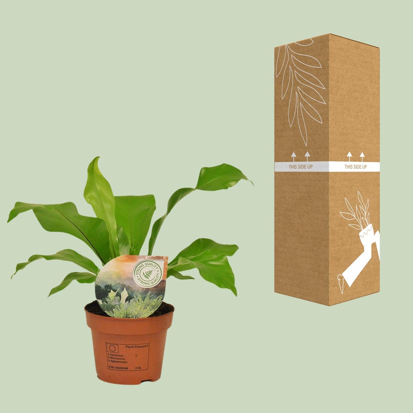 Asplenium Nidus - Ø12cm - ↕35cm - pflanzfix24