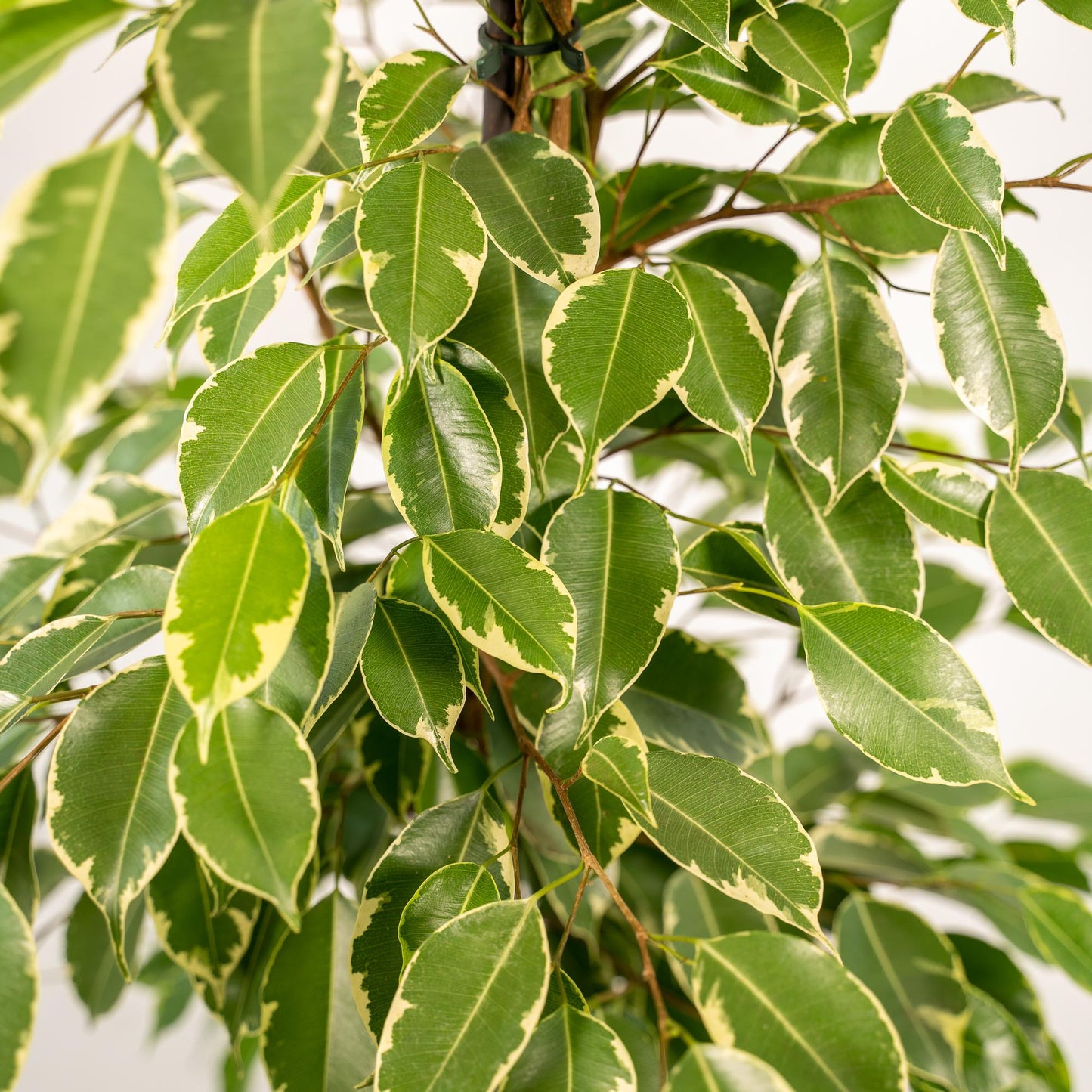 Ficus Benjamina Goldenking - Ø21cm - ↕95cm + Korb Selin - Pflanzfix24