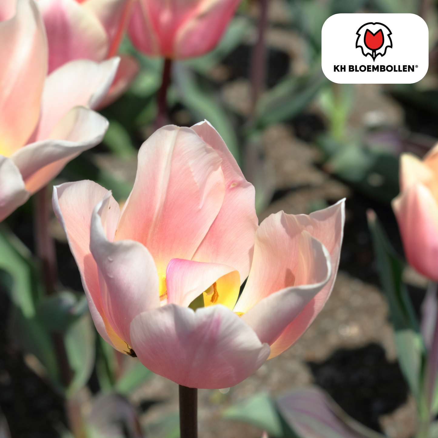 Tulpenbollen Apricot Delight – 20 Stuks | KH Bloembollen® | Roze Apricot Tulp - Pflanzfix24