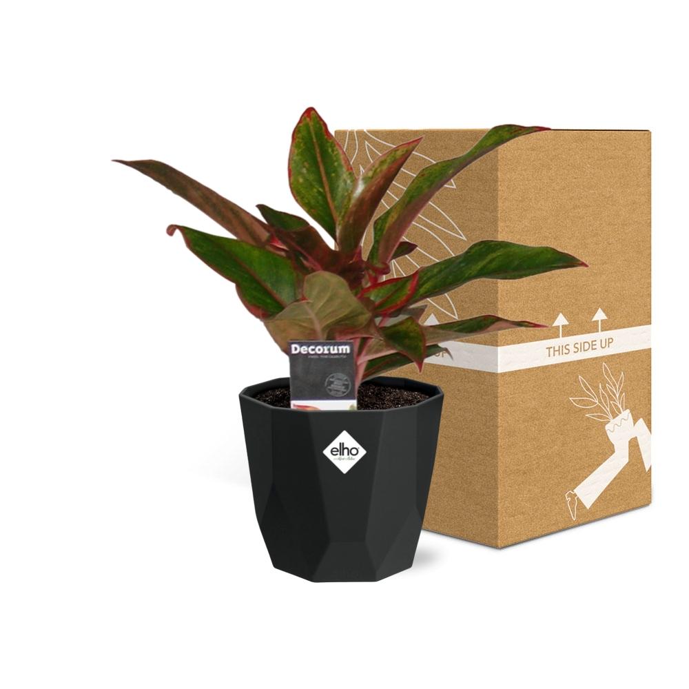 Aglaonema Crete in 14cm b.for rock living black - Pflanzfix24