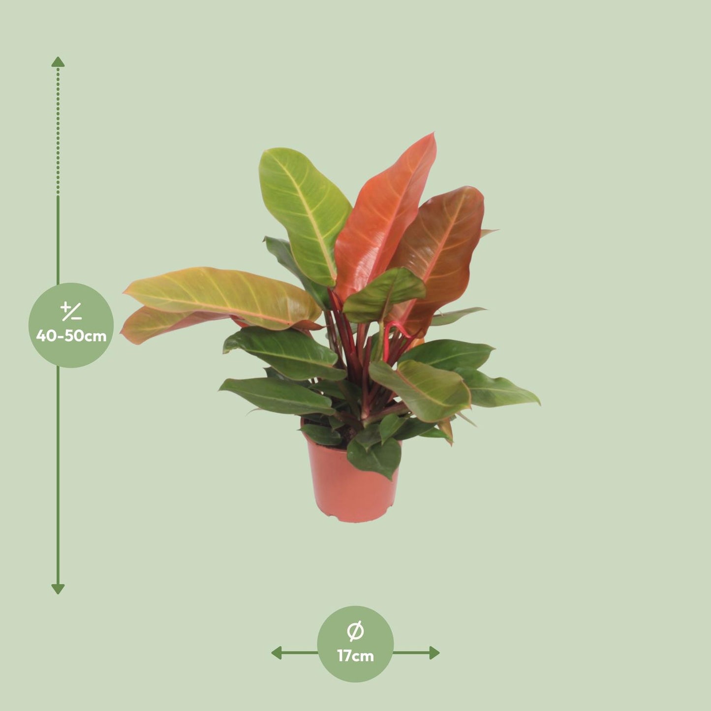 Philodendron Prince of Orange 45cm Ø17cm – Farbiger Blickfang | Pflanzfix24.de - Pflanzfix24.de