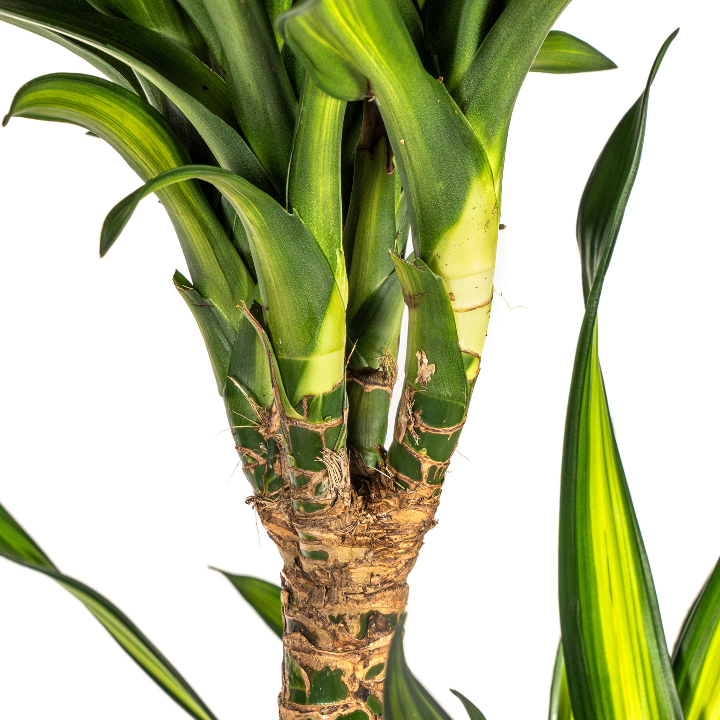 Dracaena Deremensis Rikki Ø24cm - Pflanzfix24