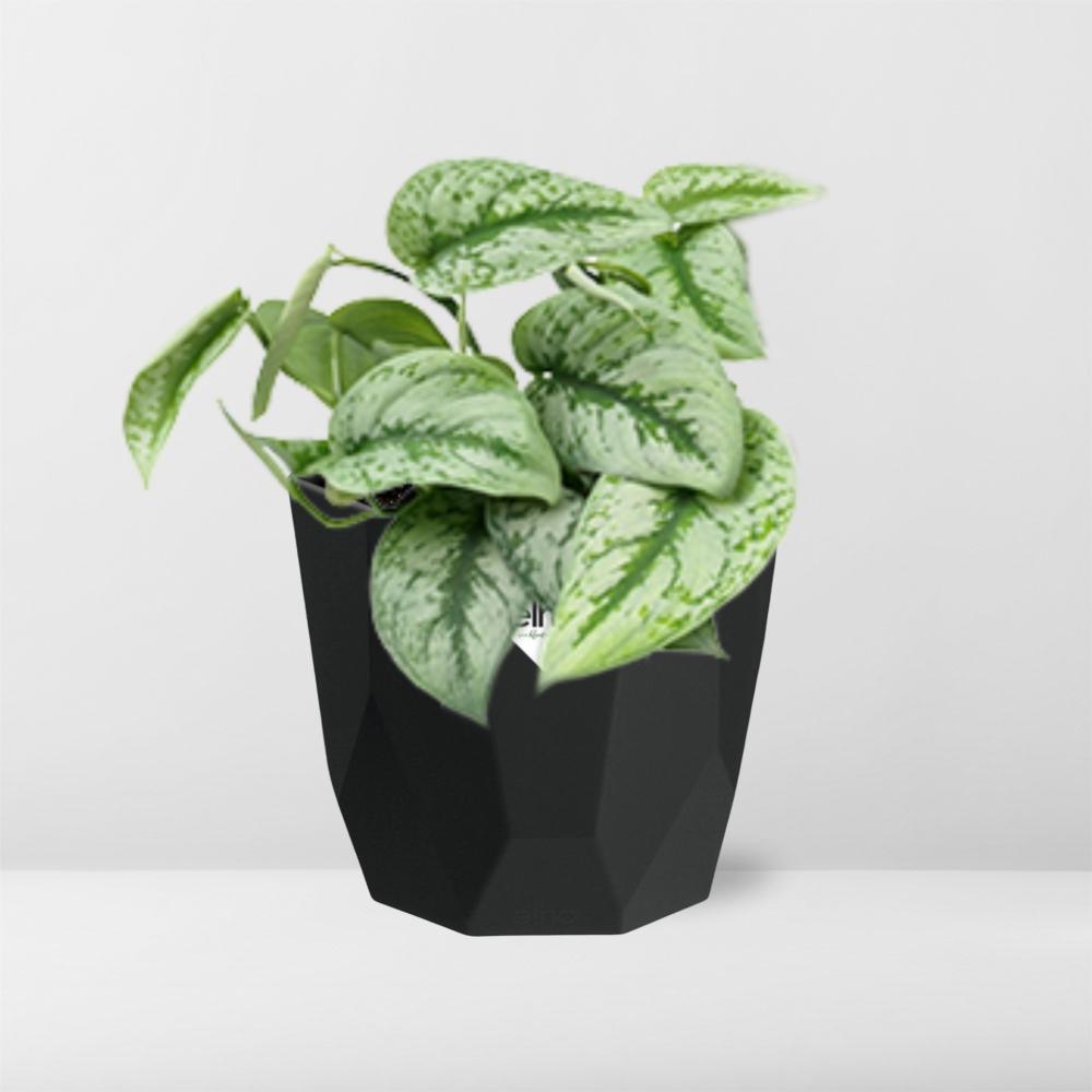 Scindapsus Pictus ‘Trebie’ 14cm - Pflanzfix24