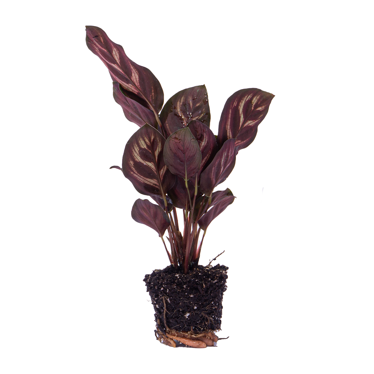 Calathea Makoyana - Pauwenplant - Terrarium plant - Potmaat 6 - Pflanzfix24.de - Pflanzfix24.de