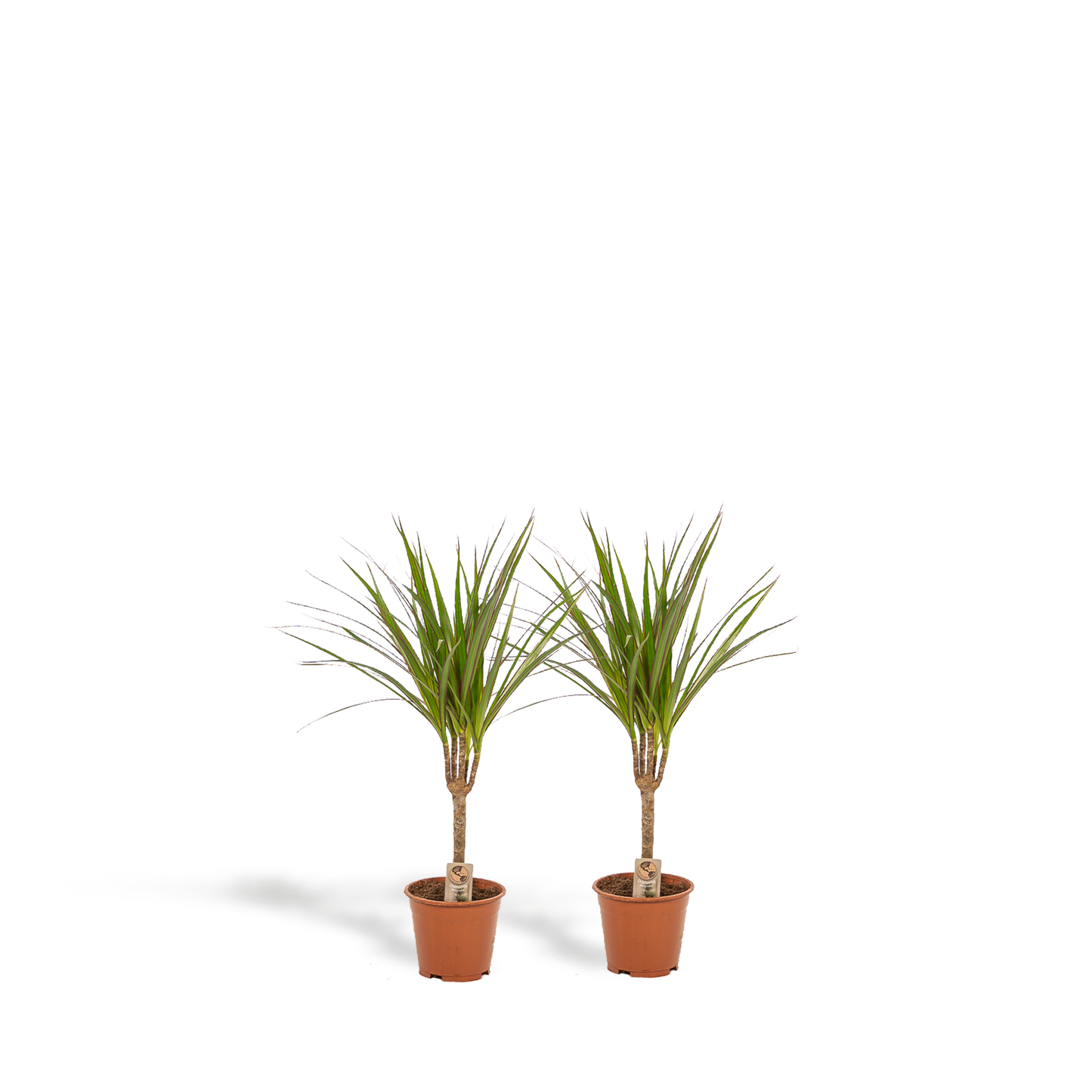 2x Dracaena - ↨60cm - Ø14cm - Pflanzfix24