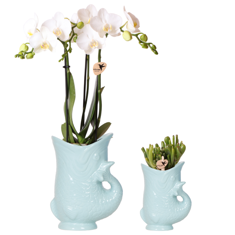 Pflanzfix24 - Pflanzenset Fish Türkis | Orchidee Amabilis & Sukkulente Crassula Hobbit