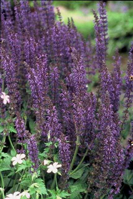 6x Salvia nemorosa 'Mainacht' Ø9cm – Blühende Staude bei Pflanzfix24