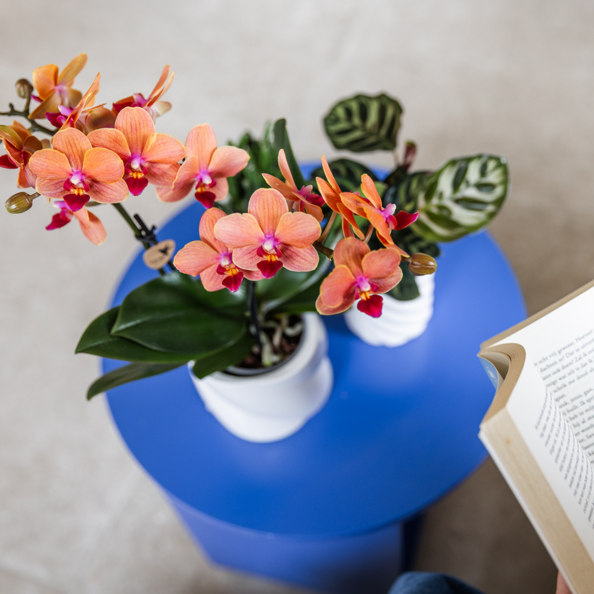 4er Set Phalaenopsis Bozen Orange – Combi Deal Ø9cm | Pflanzfix24.de - Pflanzfix24.de