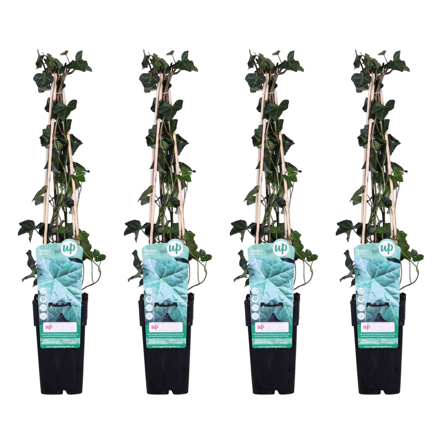4x Hedera hibernica - 65cm - Ø15 - Pflanzfix24