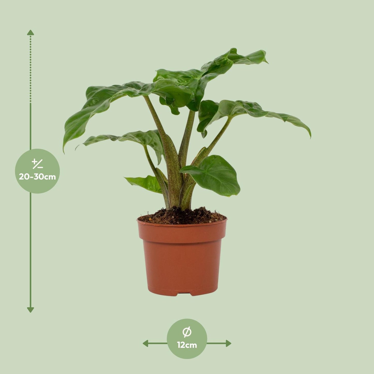 Alocasia Low Rider 12cm - Ø12cm - ↕30cm - Pflanzfix24