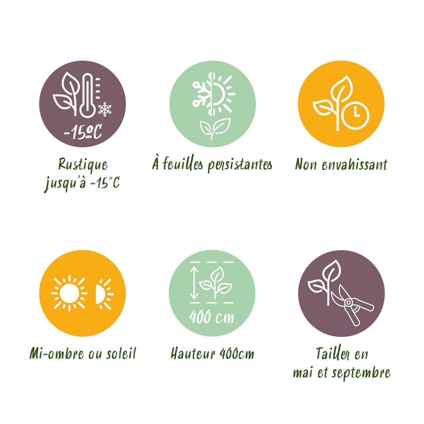 GreenboutiQ - Ligustrum ovalifolium Heckenpflanzen - 6 Pflanzen - Pflanzfix24.de - Pflanzfix24.de