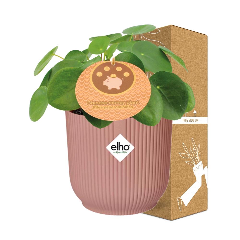 Pilea Peperomioides 12cm in ELHO Vibes Fold 14cm roze – Pflanzfix24
