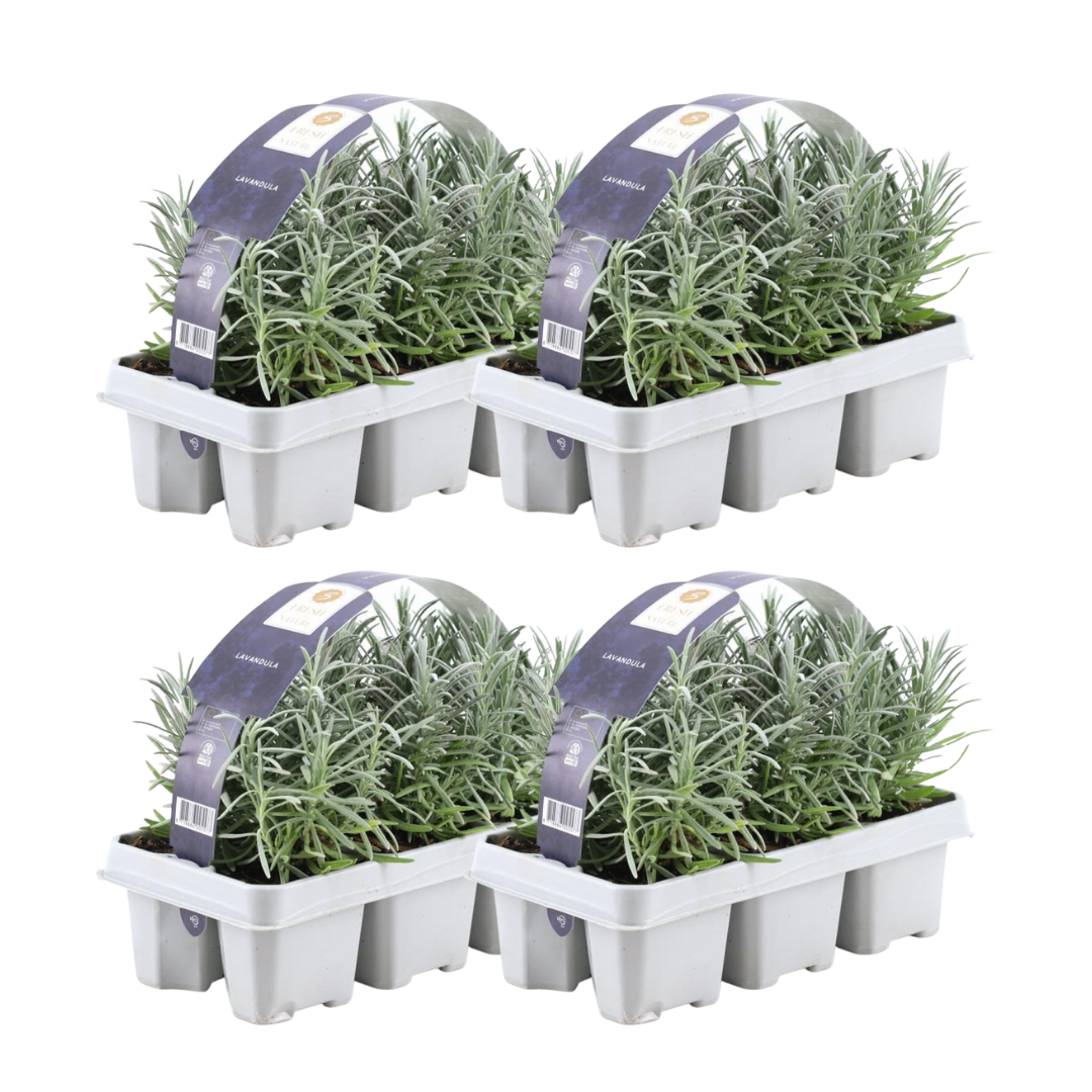 4 x 6er set Lavender angustifolia - 24 x Ø7 cm - Pflanzfix24.de - Pflanzfix24.de