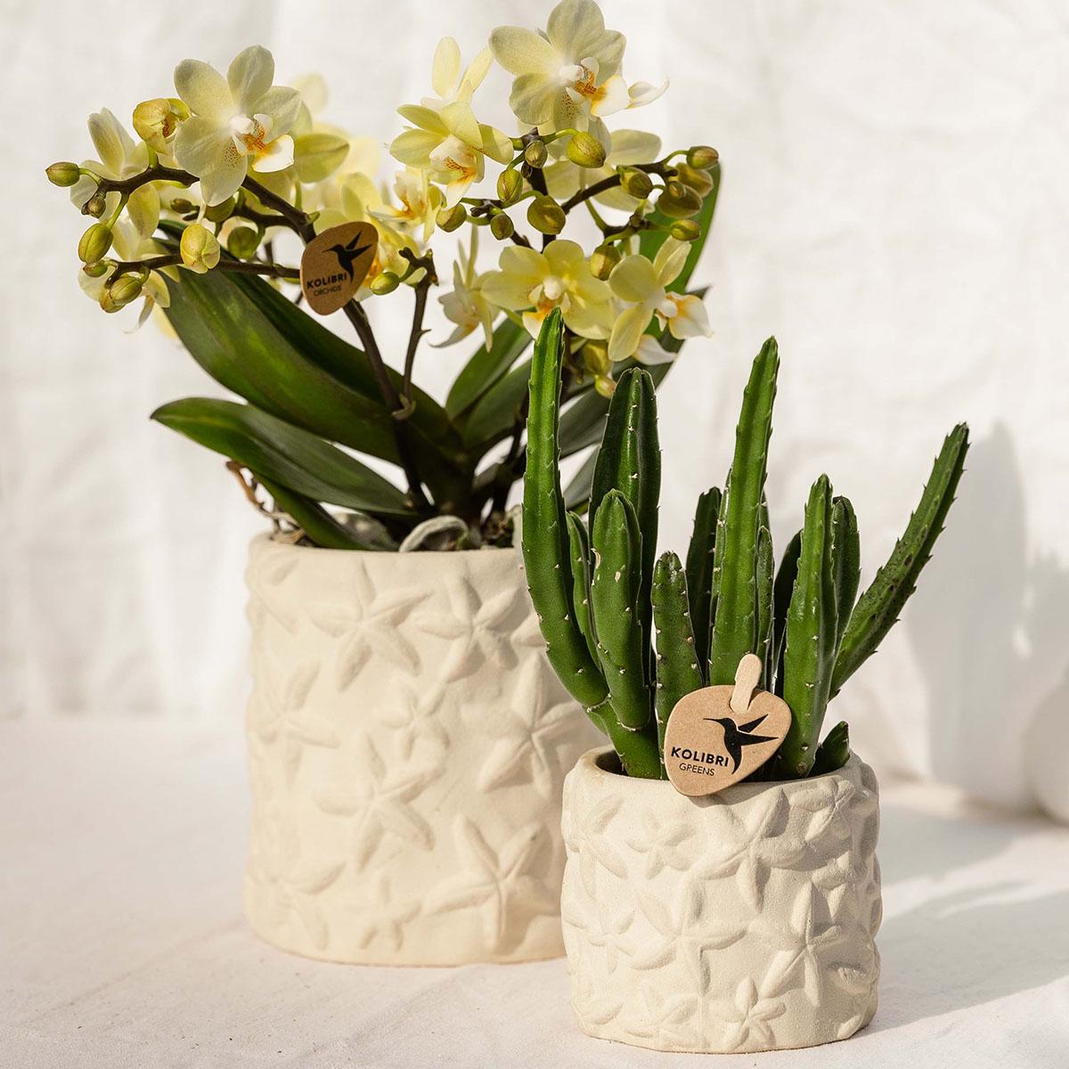 Star Fish Dekotopf Off White Ø9cm – Kolibri Home | Pflanzfix24.de - Pflanzfix24.de