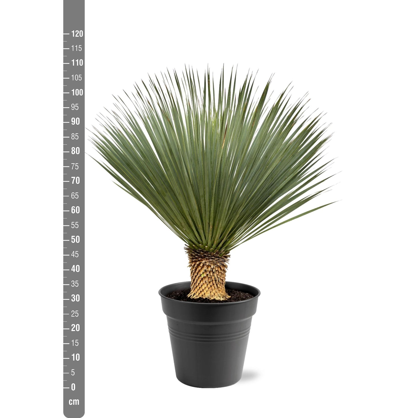 Yucca Rostrata 100-120 cm Topf Ø40 cm – Robust & Exotisch | Pflanzfix24.de - Pflanzfix24.de