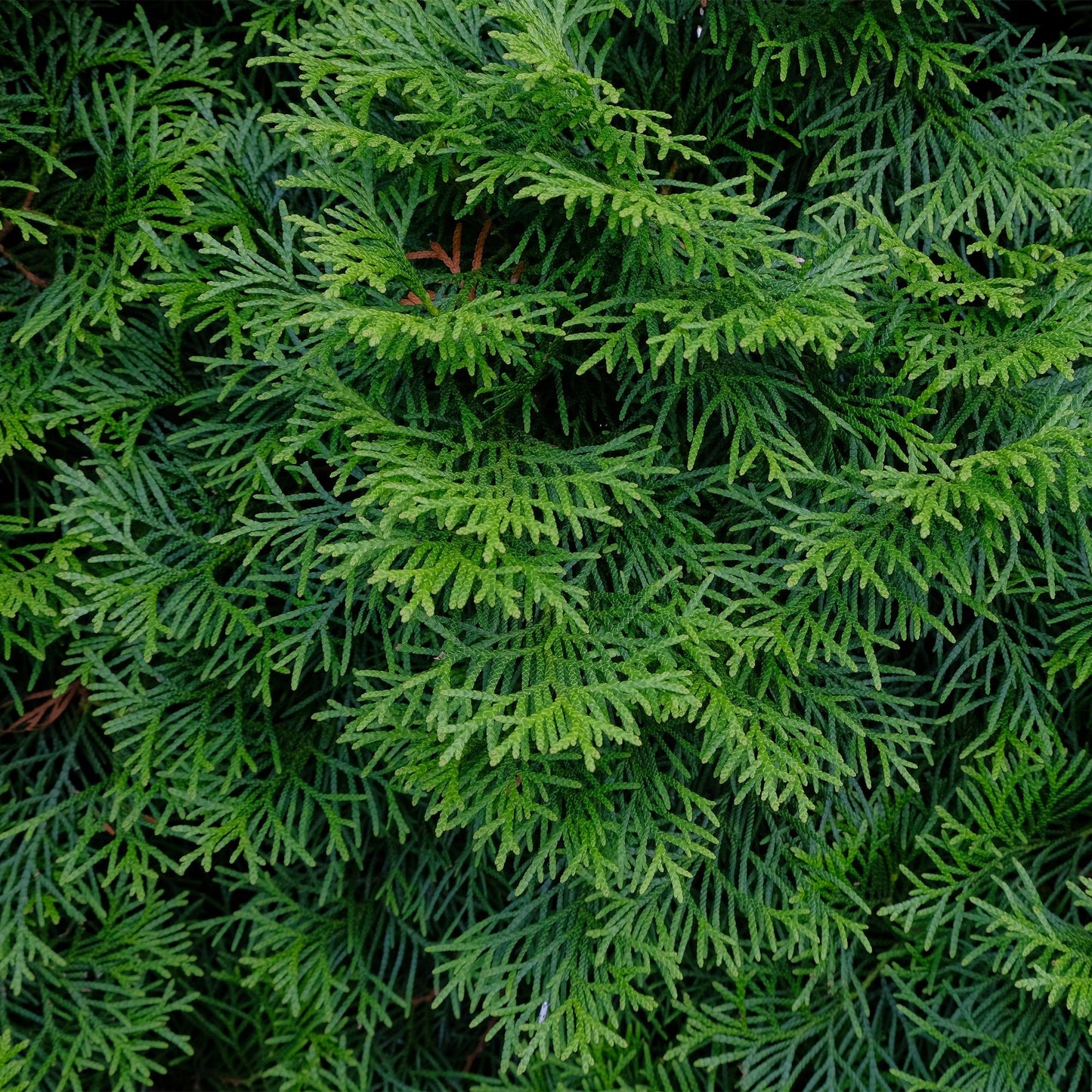 Thuja occidentalis Smaragd Heckenpflanzen - 6 Pflanzen - 1m - Pflanzfix24.de - Pflanzfix24.de