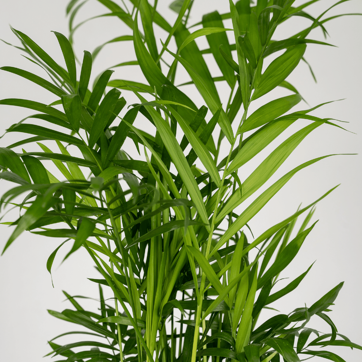 Chamaedorea Elegans (Mexikanische Bergpalme) - 2 Stücke - Pflanzfix24.de - Pflanzfix24.de