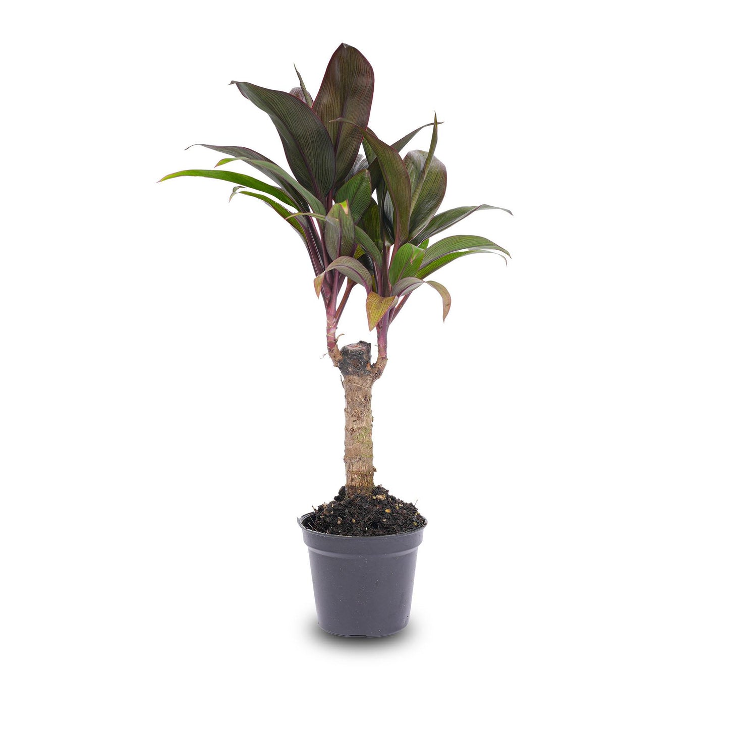 Mini-Palme Cordyline Purple Compacta Ø6cm | Pflanzfix24.de - Pflanzfix24.de