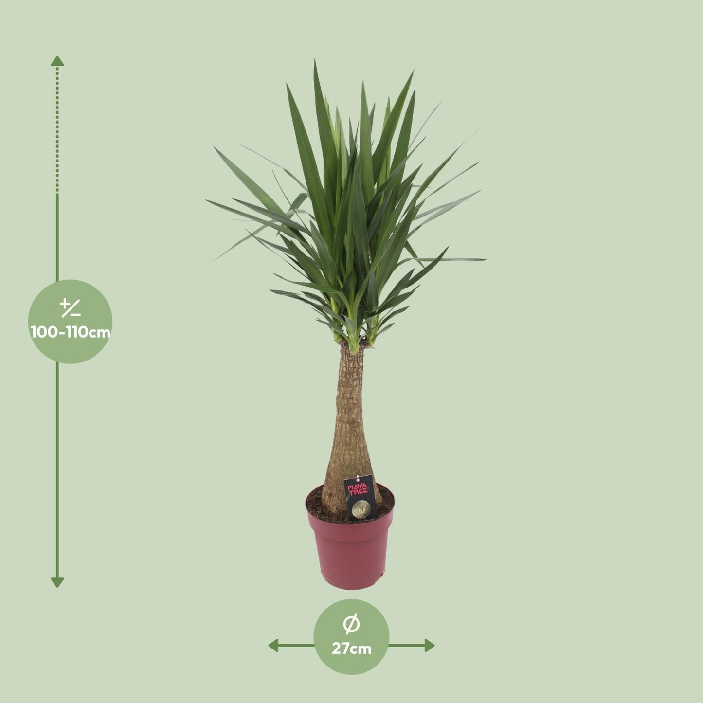 Yucca 'Maya Tree' 60stam P27 - Pflanzfix24