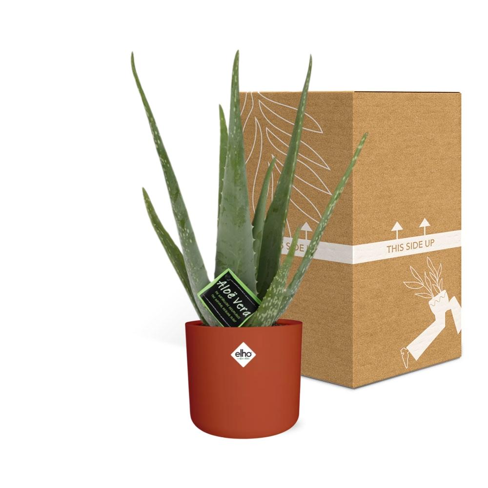 Aloe Vera 12cm ELHO b.for soft rond 14cm brique - Pflanzfix24