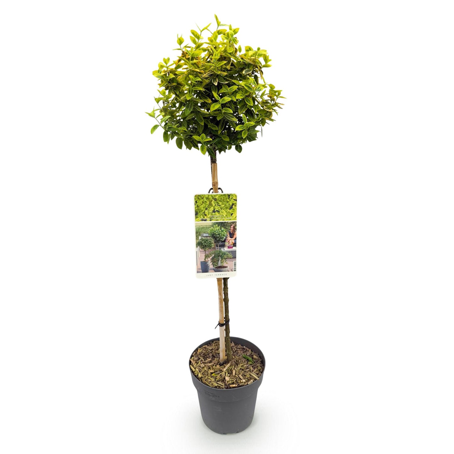 Pflanzfix24 - Euonymus Emerald 'n Gold – Stamm 90 cm, immergrün