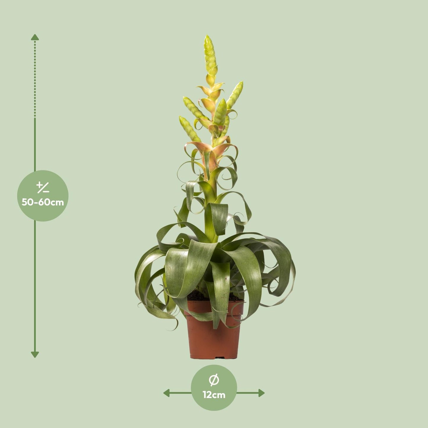 Tillandsia Samantha - Ø12cm - ↕55cm bei Pflanzfix24