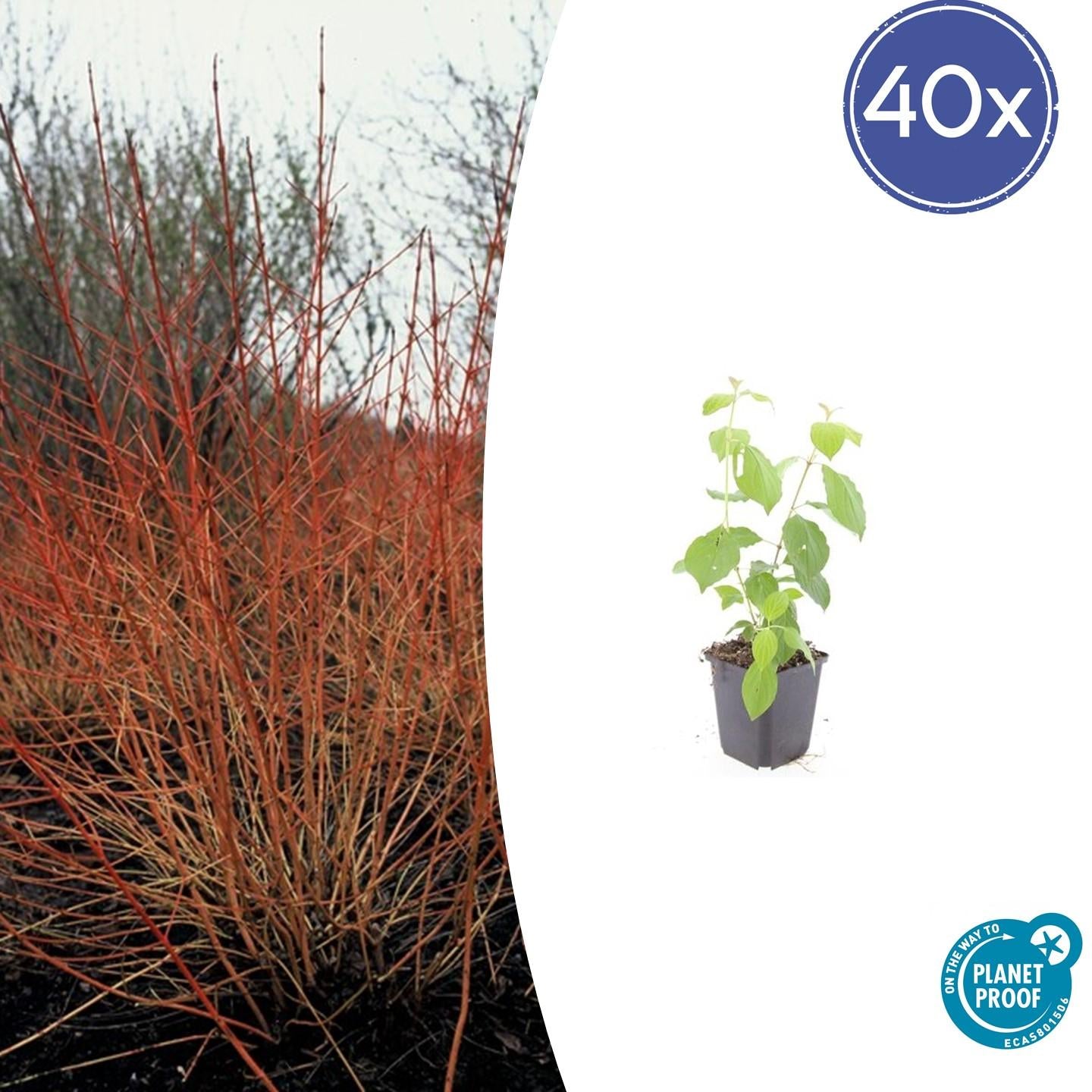 40x Cornus sanguinea 'Midwinter Fire' - 10-25cm - 9cm Topf - Pflanzfix24.de - Pflanzfix24.de