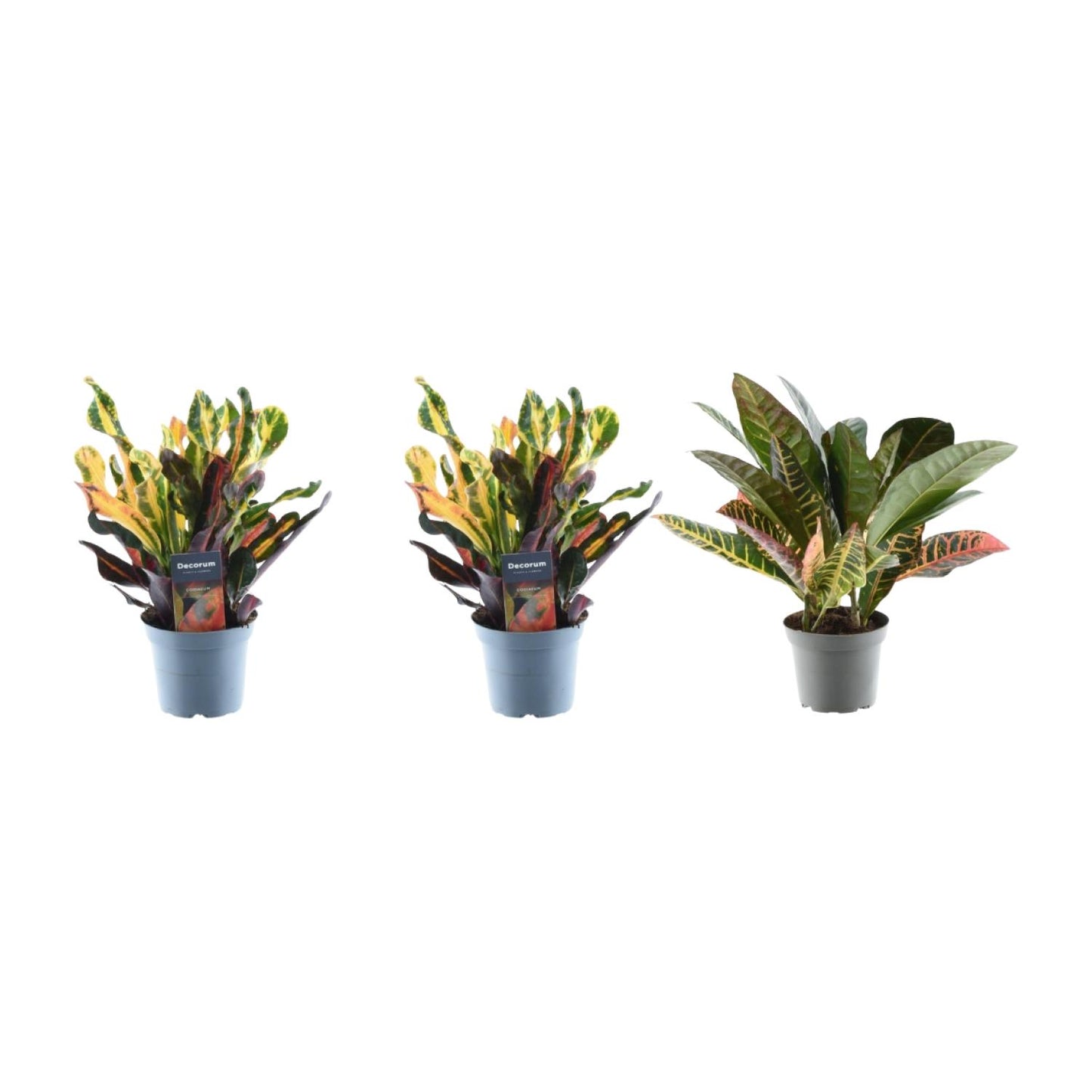 3x Croton Codiaeum mix - 30 cm - ø12 bei Pflanzfix24.de - Pflanzfix24.de