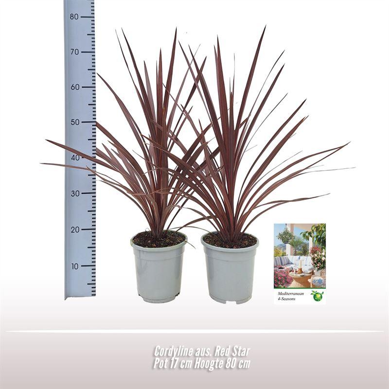 Cordyline Red Star Ø17cm 80cm Hoch | Pflanzfix24