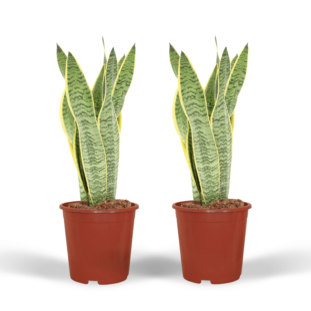 2x Sansevieria Laurentii - Frauenzunge - 40cm - ø14 bei Pflanzfix24.de - Pflanzfix24.de