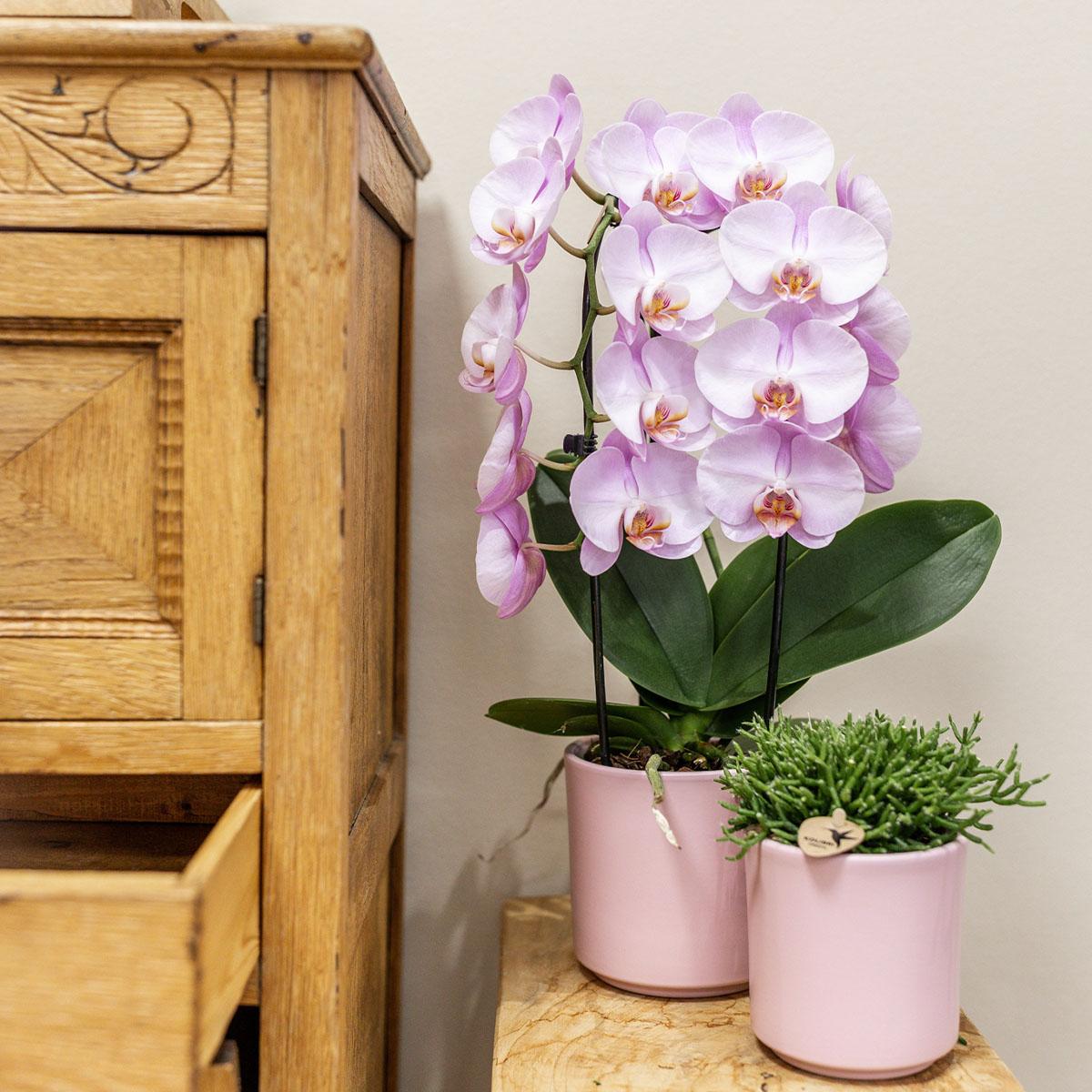 pflanzfix24 | Simplicity Topf - Rose - 9cm