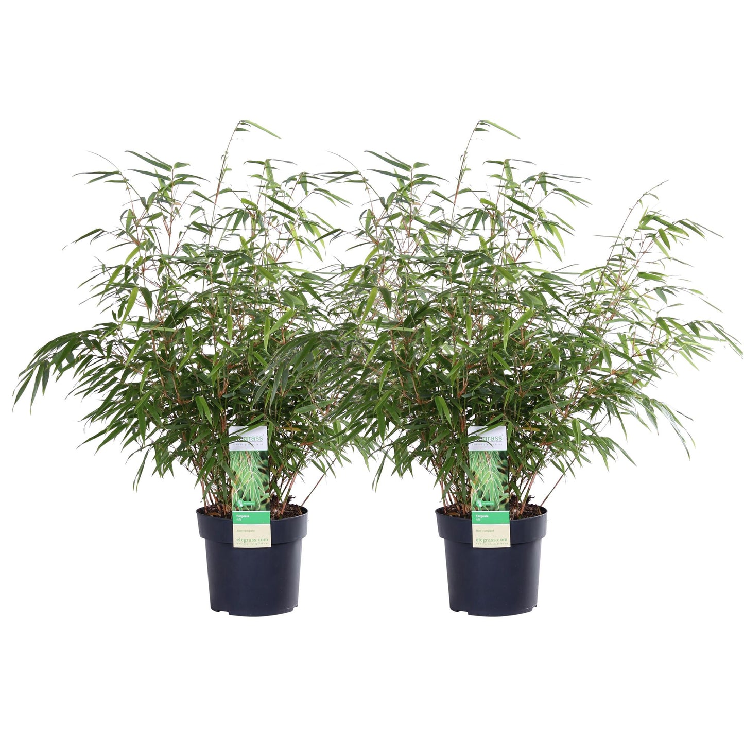 2x Fargesia rufa - ↨60cm - Ø19 - Pflanzfix24