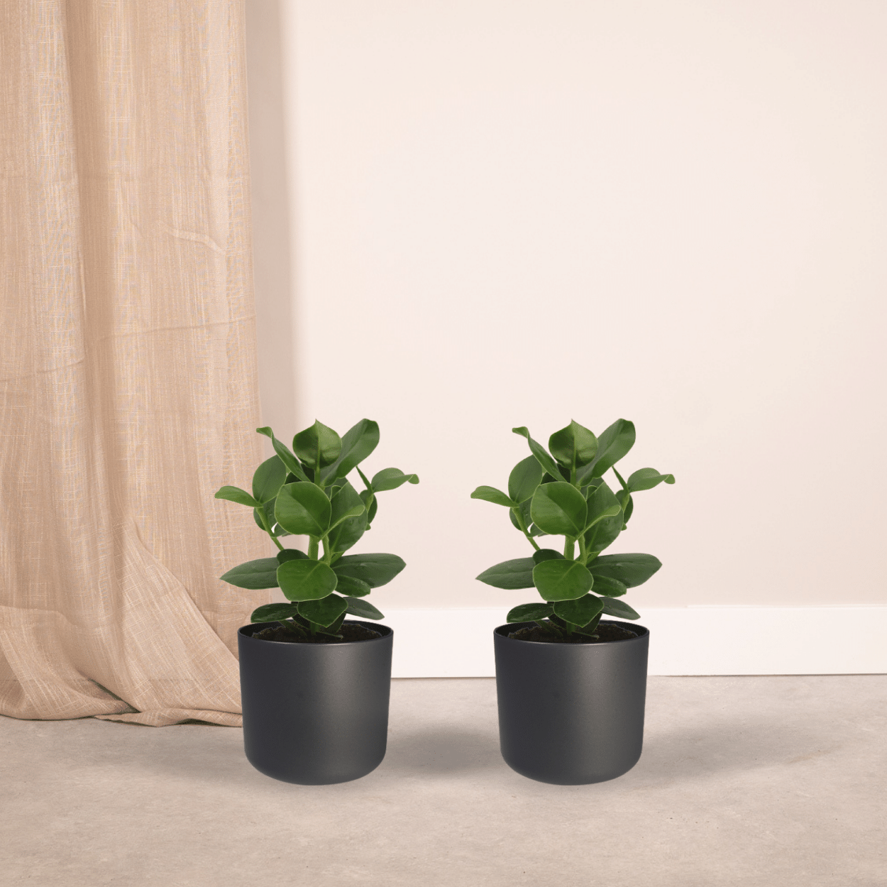 Clusia Princess (Signaturbaum) - 2 Stücke - Ø12cm - ↕15cm - Pflanzfix24.de - Pflanzfix24.de