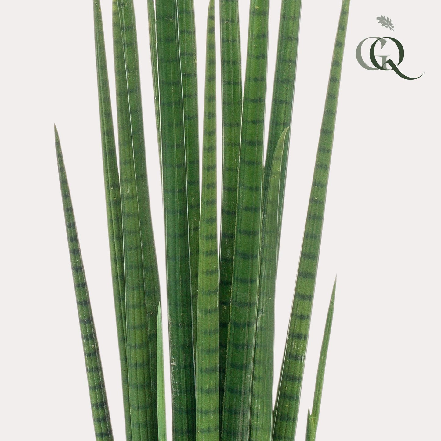Kunst-Sansevieria Cylindrica 70 cm – Frauenzunge | Pflanzfix24.de - Pflanzfix24.de