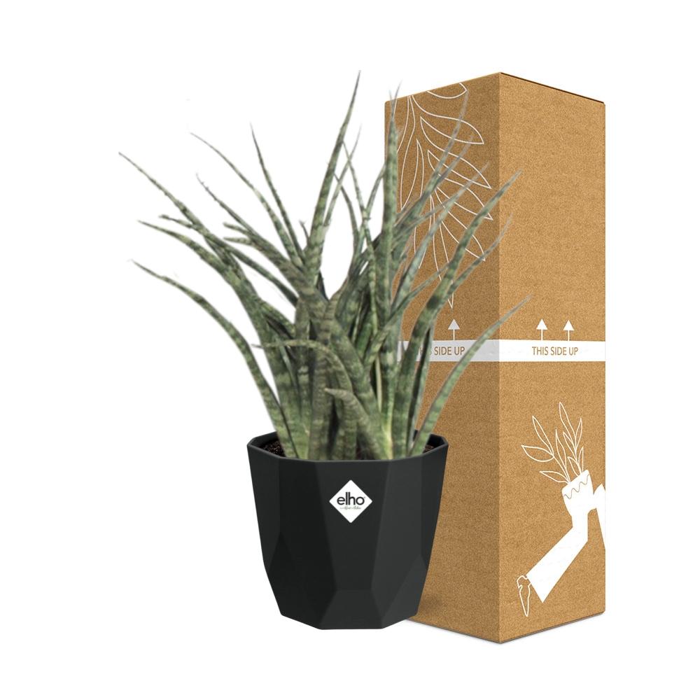 Sansevieria Fernwood Punk 14cm Pflanzfix24