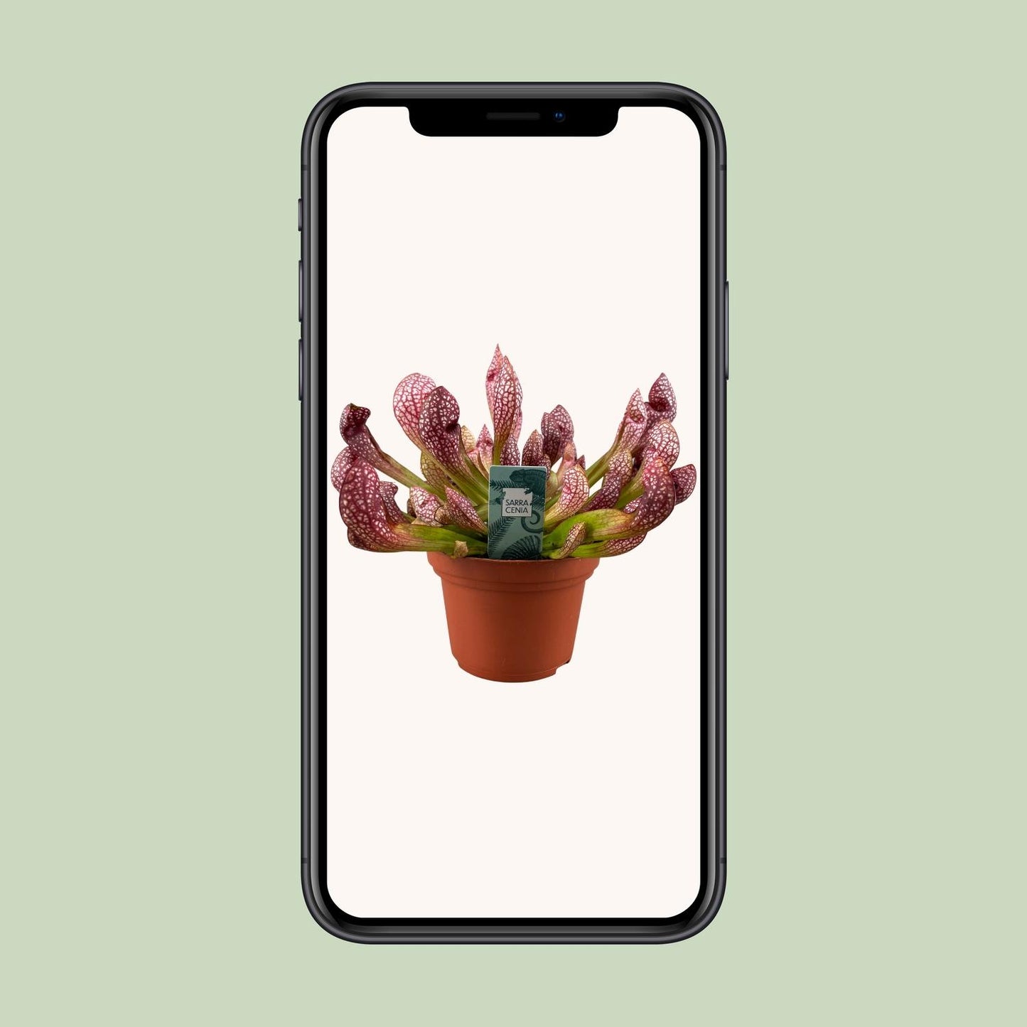 Sarracenia Scarlet Belle Fleischfressende Pflanze - Pflanzfix24