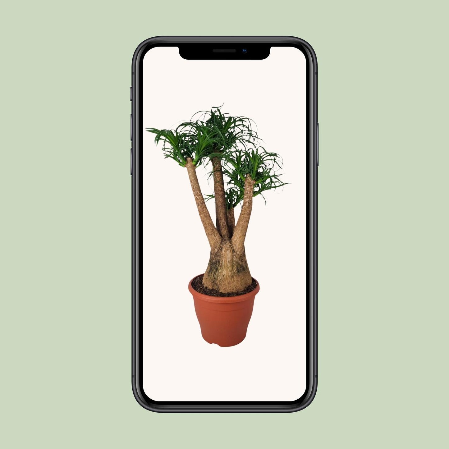 Beaucarnea Nolina - Ø29cm - ↕90cm bei Pflanzfix24