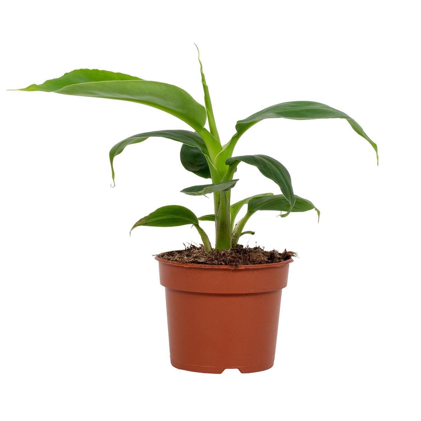 Musa Tropicana 9cm - Ø9cm - ↕27cm - Pflanzfix24