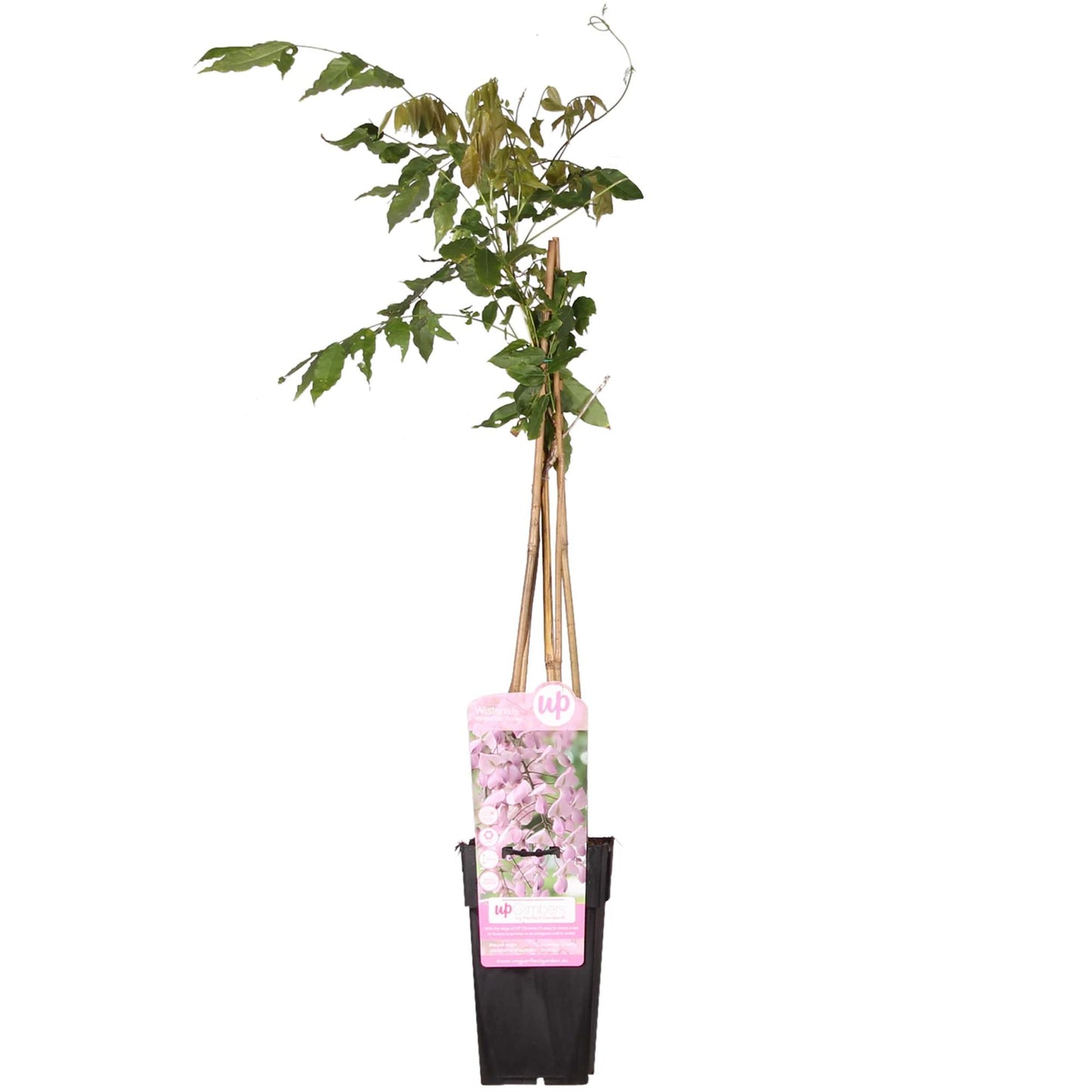 Wisteria floribunda 'Rosea' Rosa Regen 65cm - Kletterpflanze | Pflanzfix24.de - Pflanzfix24.de