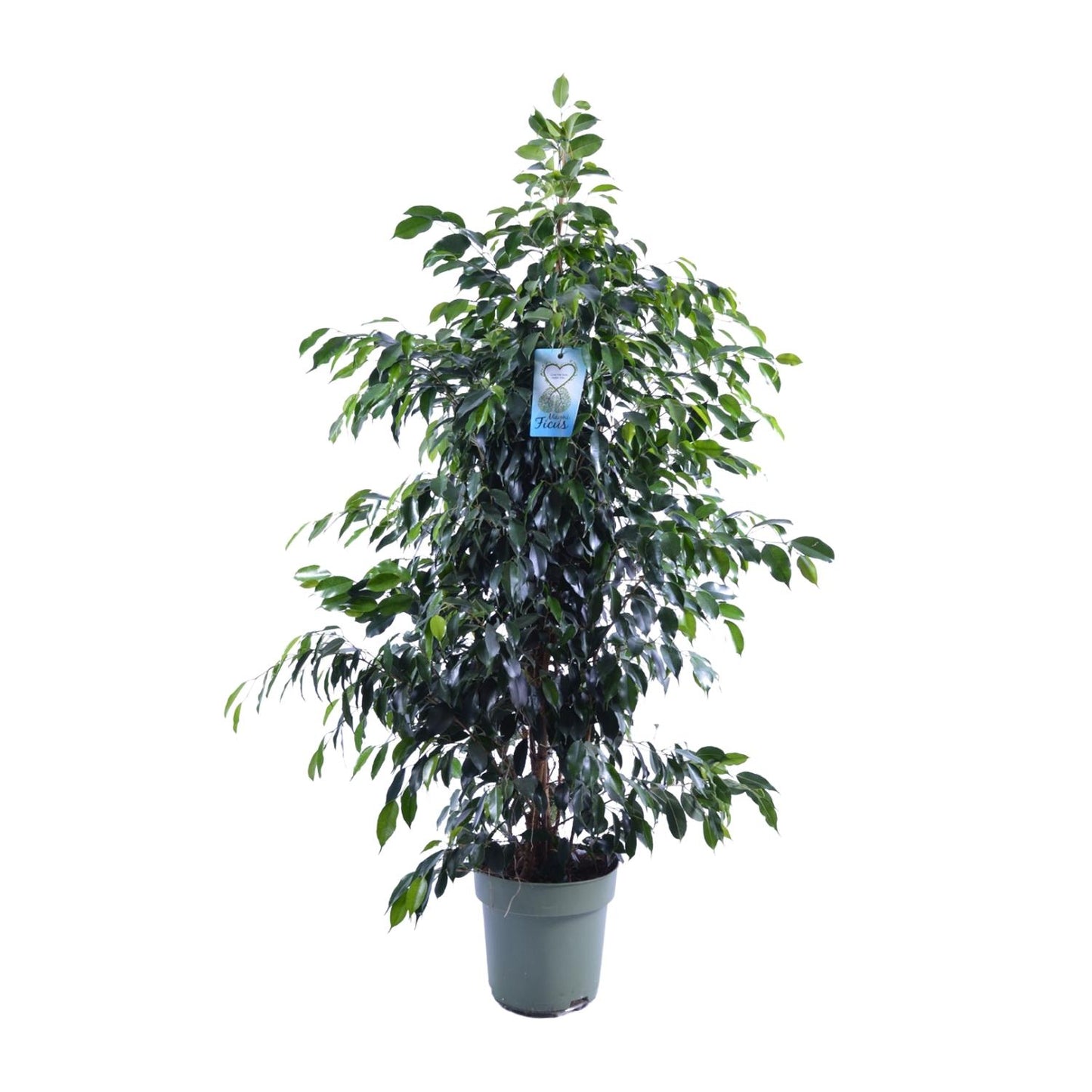 Ficus Benjamina Danielle - Ø27cm - ↕140cm - Pflanzfix24