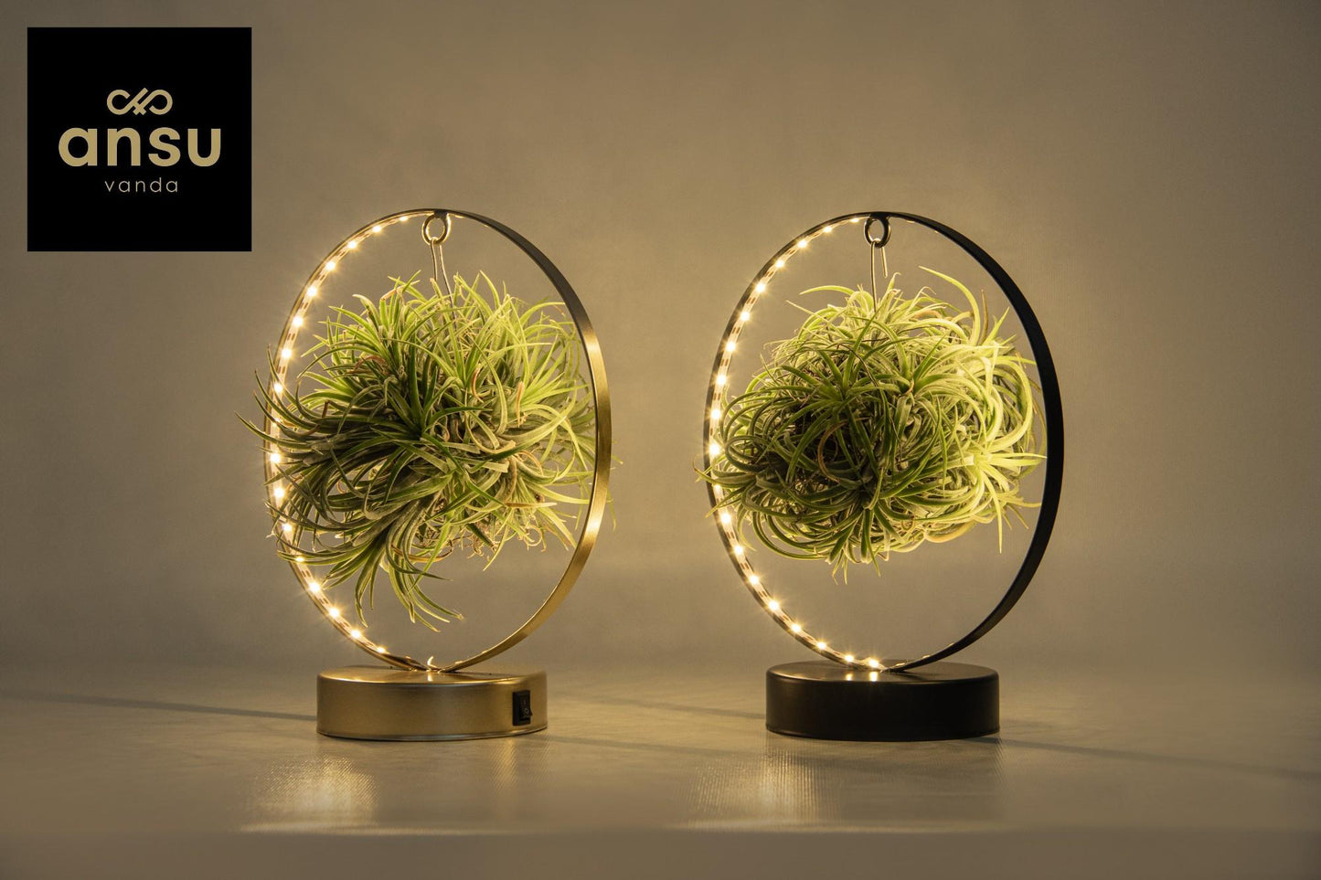 Tillandsia Led Edition Mix 2 Stück Ø11cm | Pflanzfix24.de - Pflanzfix24.de