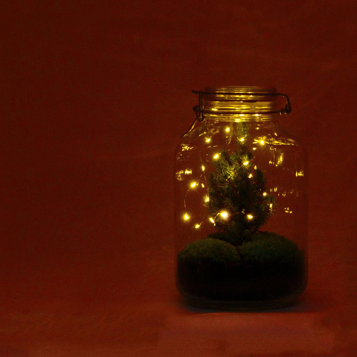 DIY Flaschengarten - Jar Christma - ↕ 28 cm - Pflanzfix24.de - Pflanzfix24.de