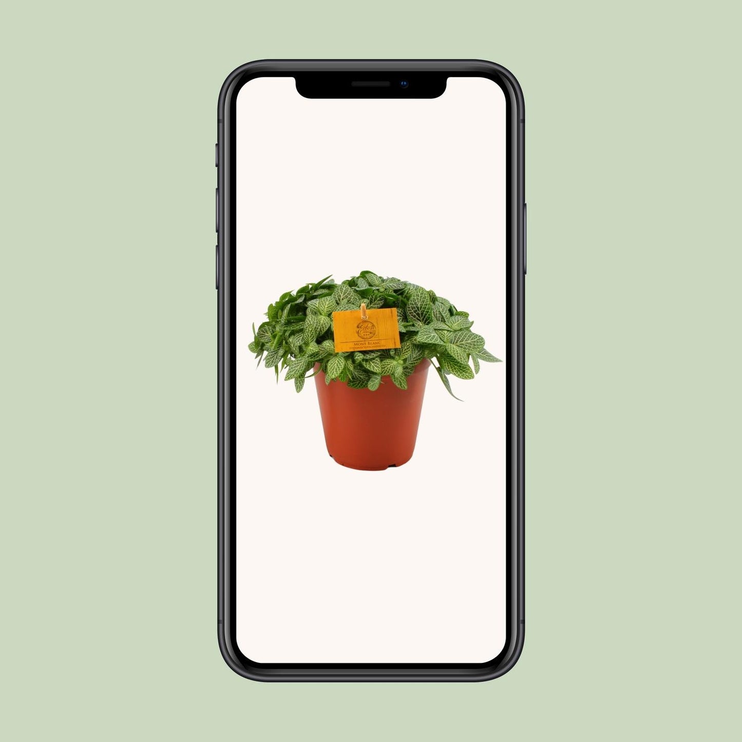 Fittonia Verschaffeltii - Ø15cm - ↕25cm bei Pflanzfix24