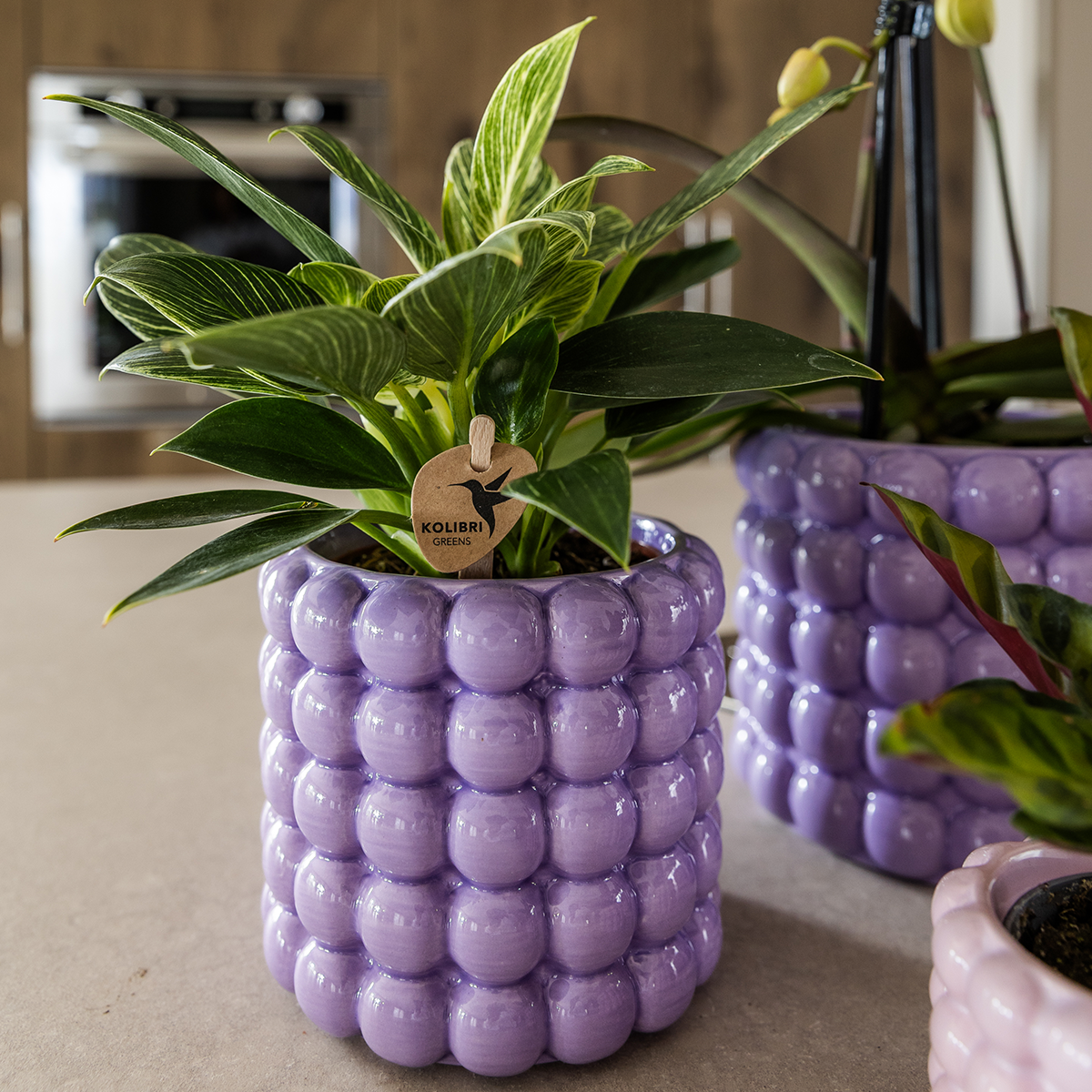 pflanzfix24 | Kolibri Home | Poppy Ziertopf - Purple - Ø9cm