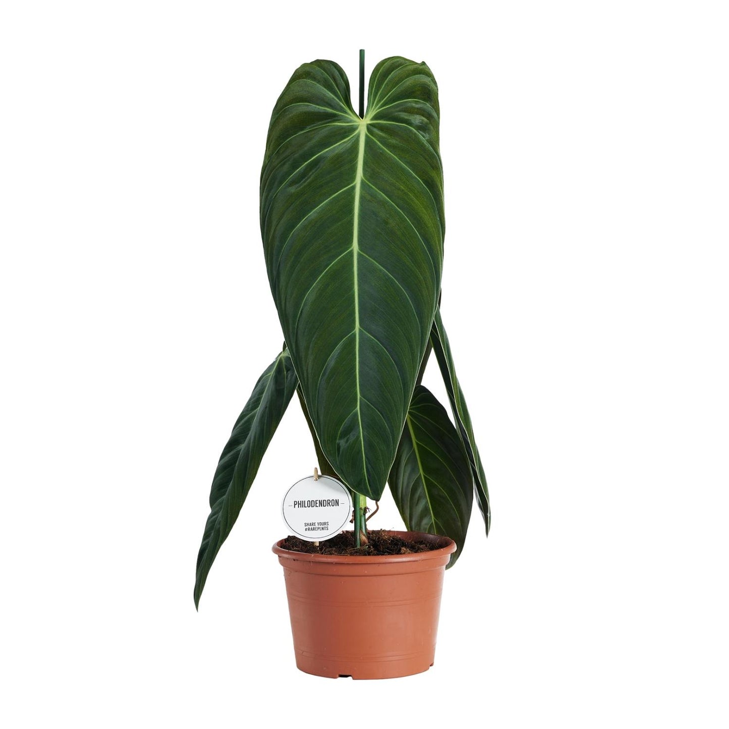 Philodendron Melanochrysum - Ø21cm - ↕75cm bei Pflanzfix24