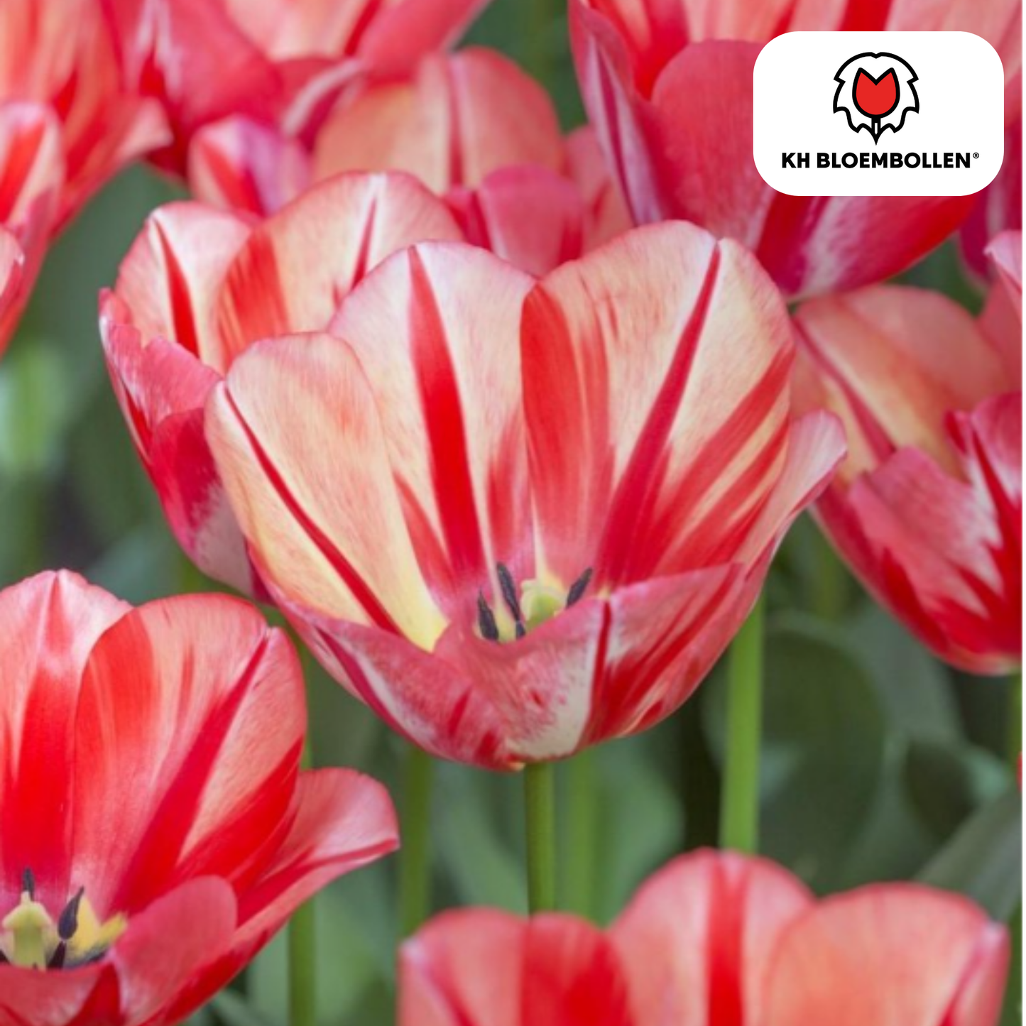 Tulpenbollen Spring Break – 20 Stuks | KH Bloembollen® | Rood-Oranje Tulp - Pflanzfix24