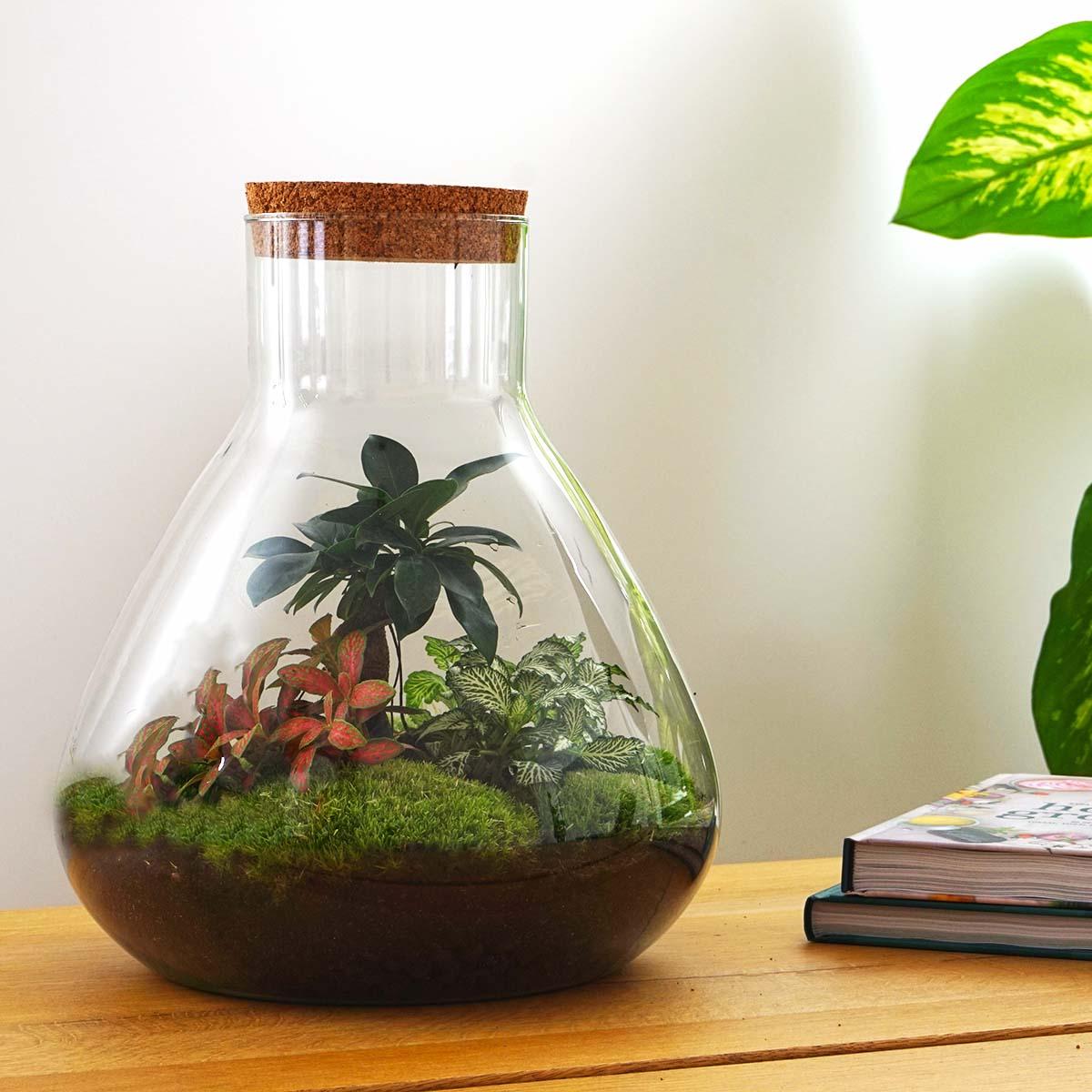 Sam XL Bonsai - DIY Terrarium - 32 cm hoog - Pflanzfix24